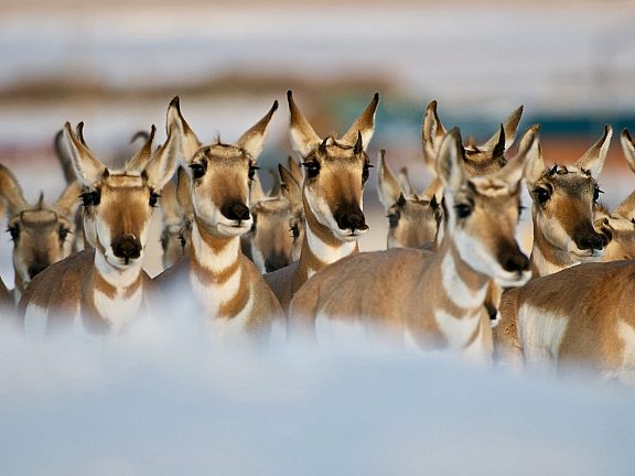 Pronghorn Wildlife - Pinedale, WY