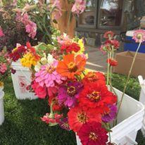High Altitude Farmer’s Market
