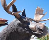 The iconic moose statue at China Gourmet front entrance