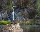 Pinedale Wildlife - Abundant wildlife viewing, even from within our town parks.