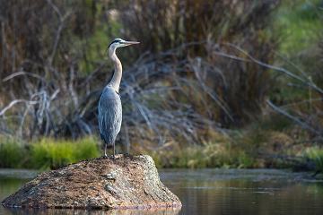 Wildlife Watching - The CCC Ponds is a great place to observe wildlife, especially water fowl.