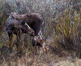 Wildlife Watching - The CCC Ponds is a great place to observe wildlife.