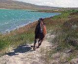 Soda Lake - Letting the horses play.