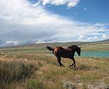 Horse Friendly - The Soda Lake area is a great location to go for a horseback ride. 
