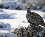 Wildlife Viewing & Wind River Range