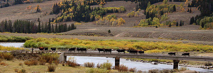 Cattle crossing the Green River.